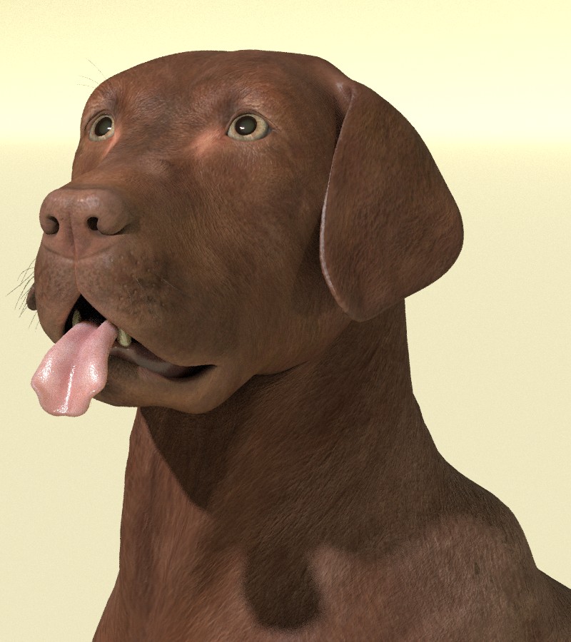 WIPChocolateLab04.jpg