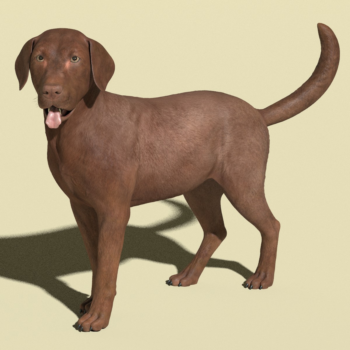 WIPChocolateLab05.jpg