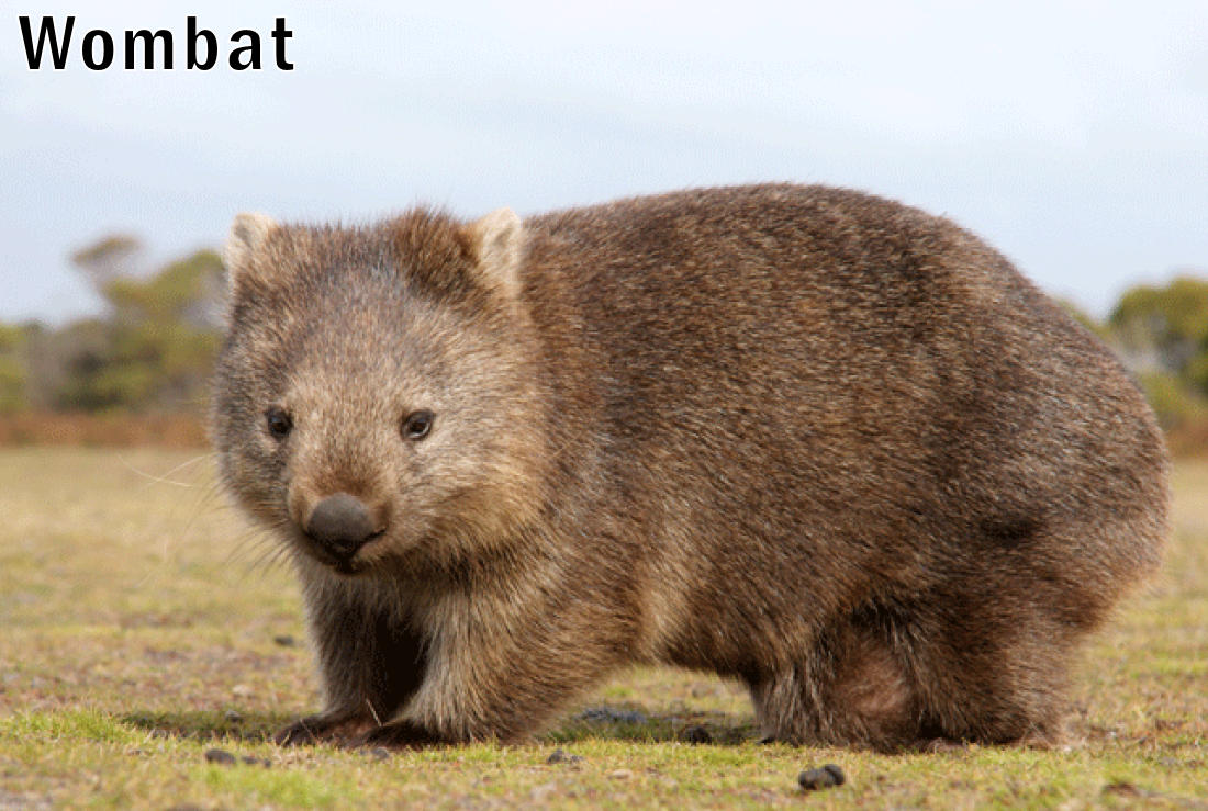 Wombat1.jpg