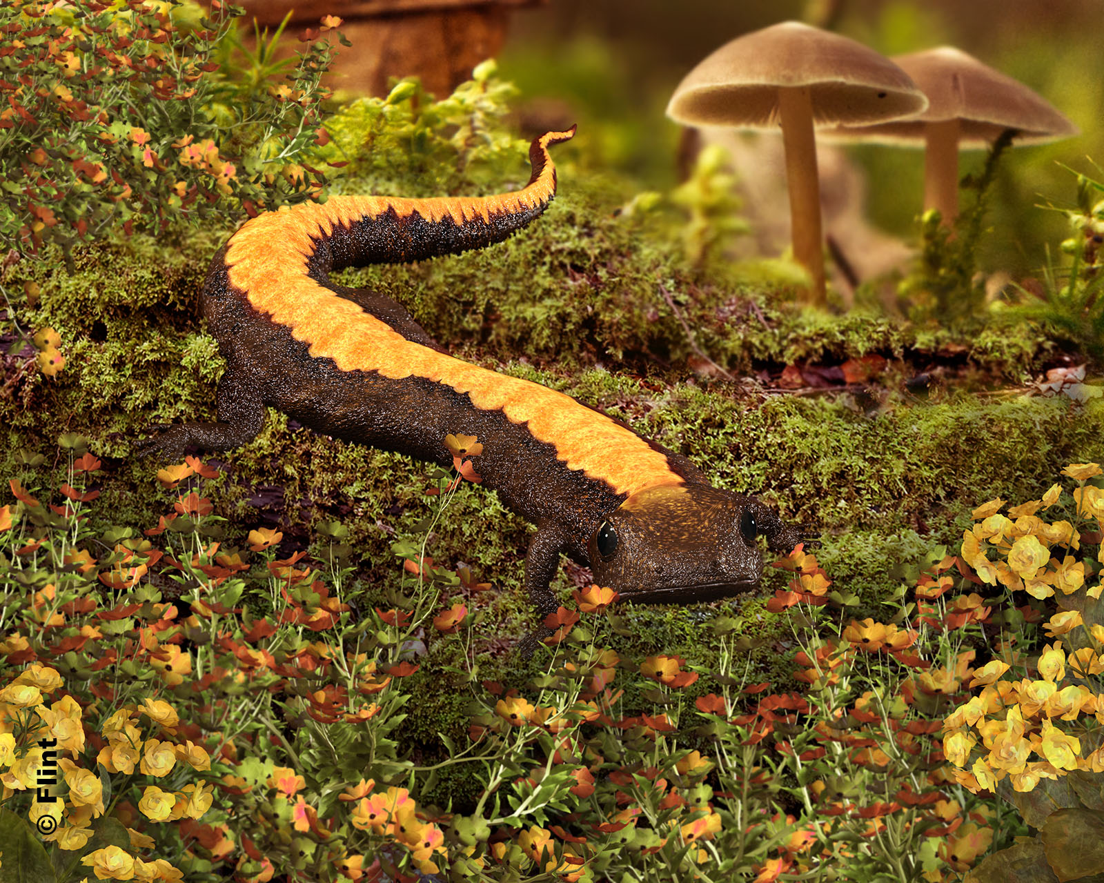 Woodland Salamander.jpg