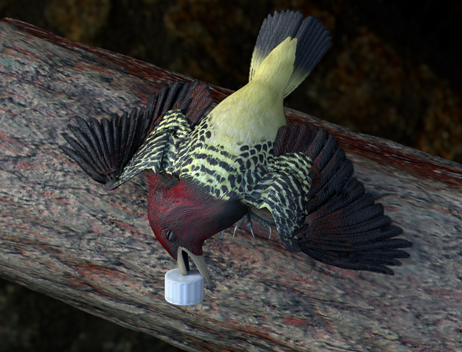 WoodpeckerPlastic.jpg