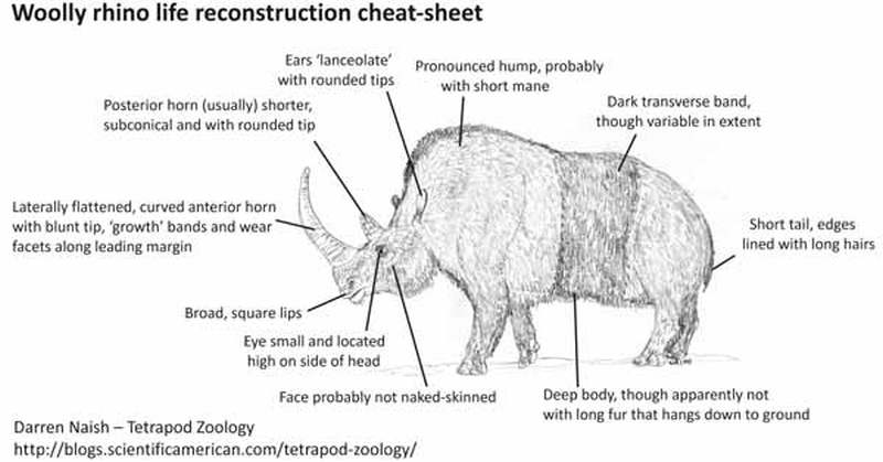 Woolly-rhino-cheat-sheet-600-px-tiny-Nov-2013-Darren-Naish-Tetrapod-Zoology large.jpg