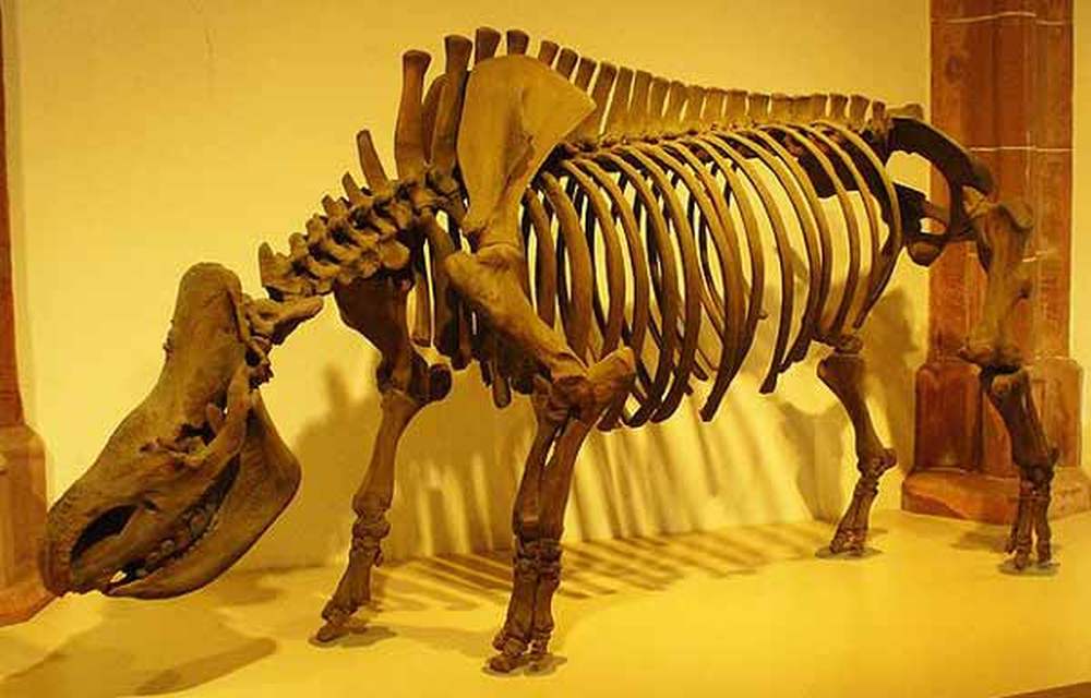 Woolly-rhino-skeleton-Franco-Atirado-wikipedia-600-px-tiny-Nov-2013_large.jpg