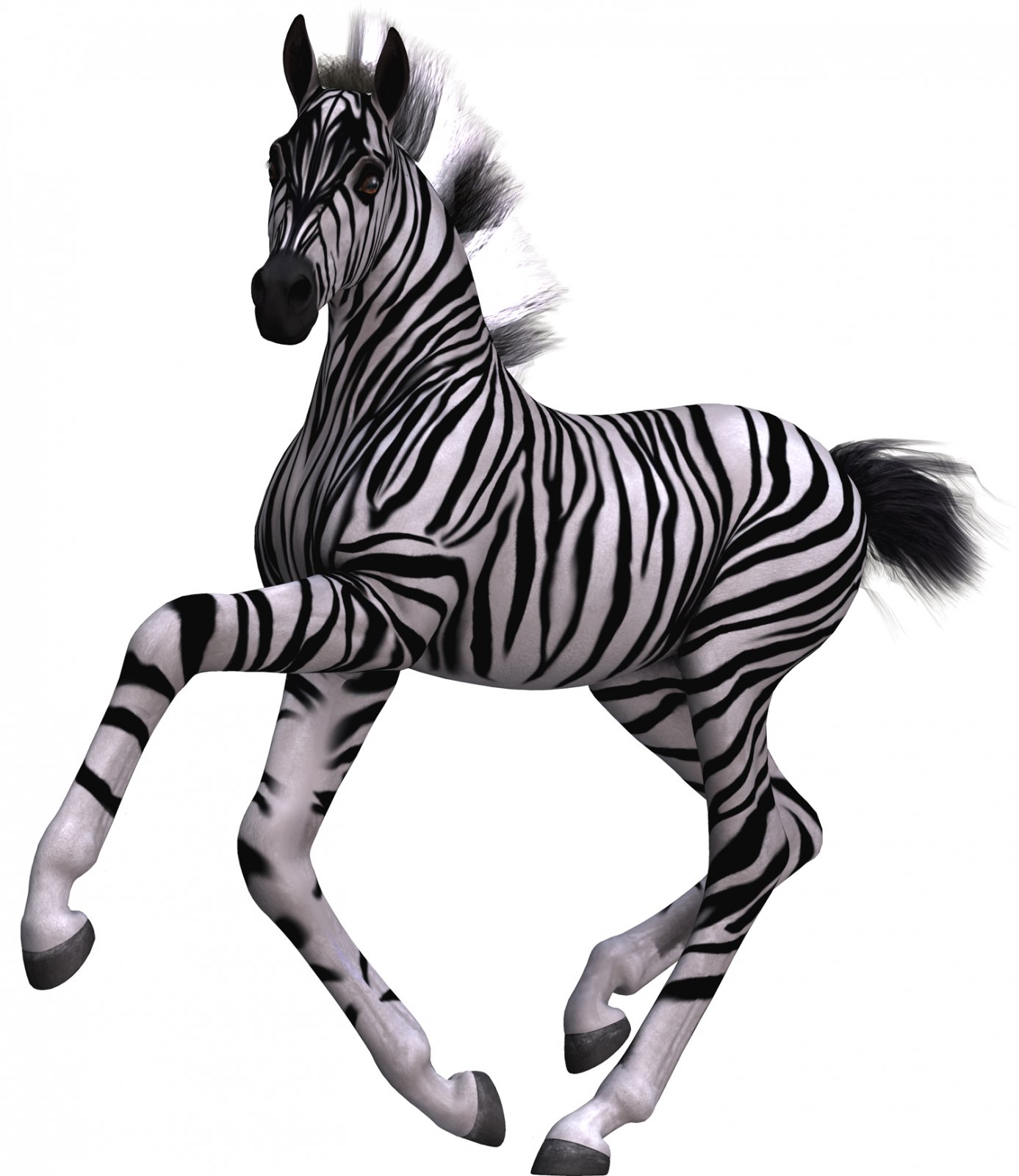 Zebra 15.jpg