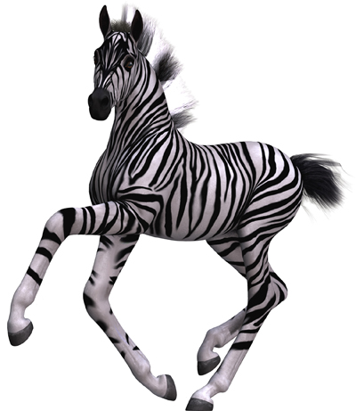 Zebra3 15.jpg