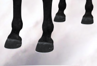 4shoes.png