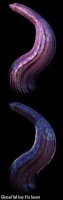 Glossed Tail Iray_01a 2.jpg