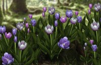 Iray Tulips Purple8.jpg