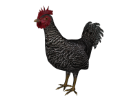 chicken01.png