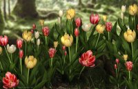 Iray Tulips copy87.jpg