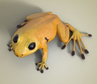 Orange Morph Golden PD Frog DS.jpg