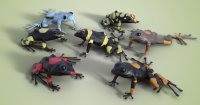 Harlequin PD frogs DS.jpg