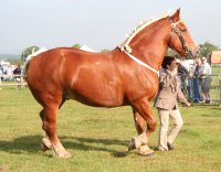 Heavy horse Suffolk.jpg