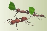 Leaf Cutter Ant2.jpg
