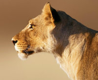 lioness-portrait-johan-swanepoel.jpg