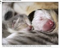 d8da147bf487e4c328e15fd88a0e59c3--newborn-kittens-newborn-puppies.jpg