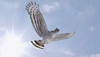 African Cuckoo-hawk.jpg