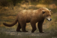 Amphicyonid-bear dog.jpg