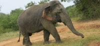 Dwarf-Asian-Elephant.jpg