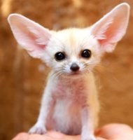 fennec fox pointy ears.JPG