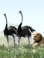 Ostriches-Iray.jpg