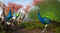 Peacock01.jpg