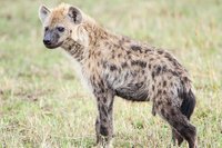 Spotted-Hyena-Female.jpg