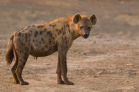 Spotted Hyena 6.jpg
