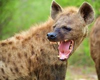 hyena snarl.jpg