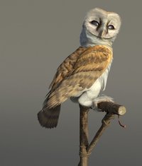 Barn Owl in LW.jpg