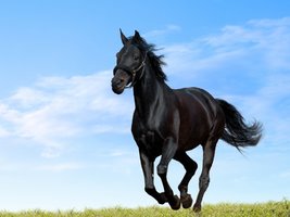 6-60969_black-horse-beautiful-arabian-black-horse.jpg