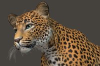 Leopard413b.jpg