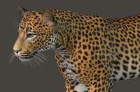 Leopard413c.jpg
