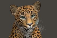 Leopard413d.jpg