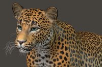 Leopard413e.jpg