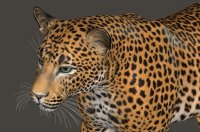 Leopard413f.jpg