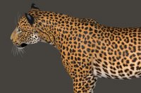 Leopard413g.jpg