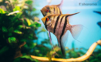 Freshwater-Angelfish-Featured-Image.jpg