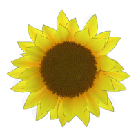 sunflower600.png