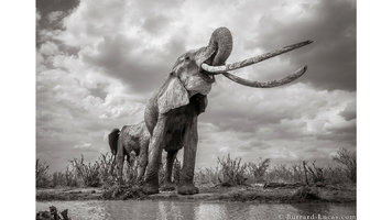 190312171011-elephant-5.jpg