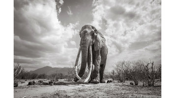 190312171035-elephant-6.jpg