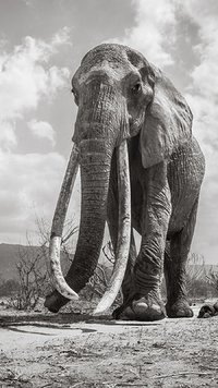 elephant-queen-6.jpg