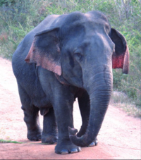 Screenshot 2022-03-18 at 15-32-36 Disproportionate Dwarfism in a Wild Asian Elephant - 38-30-W...png
