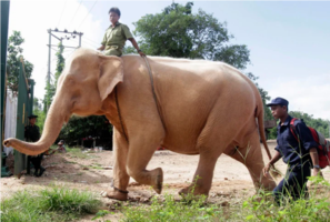 Screenshot 2022-03-19 at 10-05-16 Rare white elephant captured in Myanmar - National Globalnew...png