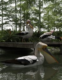 pelicans2.jpg