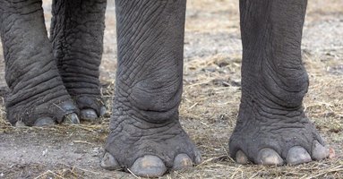 detail-of-elephant-feet-outdoor-picture-id1328470299.jpg