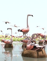 SBRM Flamingos Main Promo.jpg