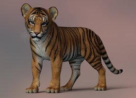 TigerCub1122a.jpg