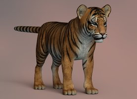 TigerCub1122a_3.jpg