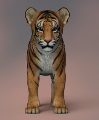 TigerCub1122a_4.jpg